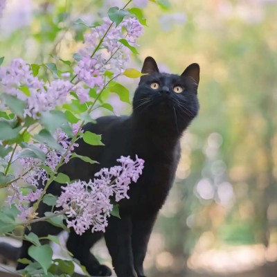 猫猫