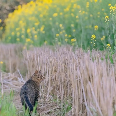 猫猫