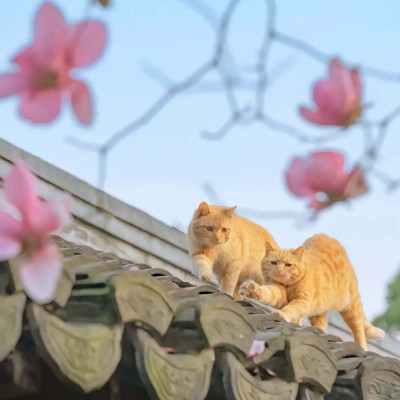 猫猫