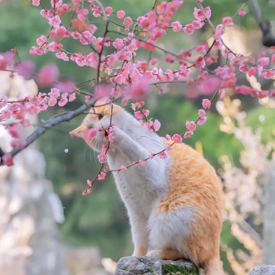 猫猫