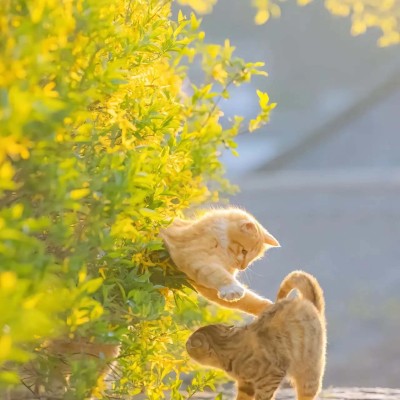 猫猫