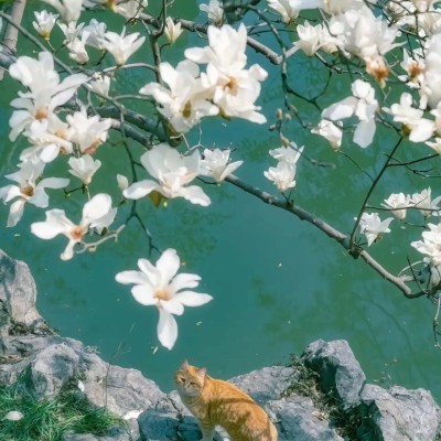猫猫