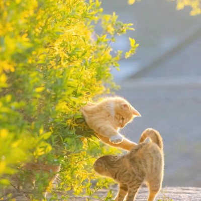 猫猫