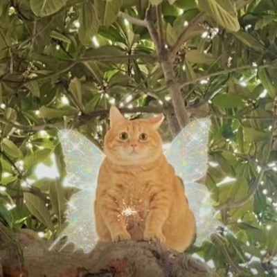 猫猫