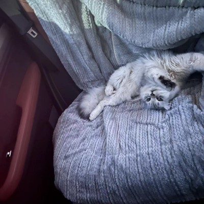 猫猫