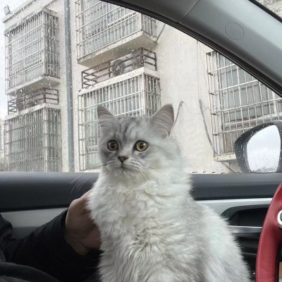 猫猫