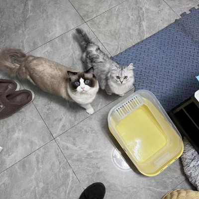 猫猫