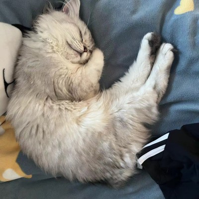 猫猫
