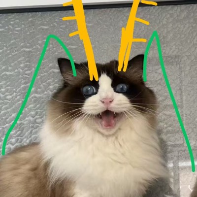 猫猫