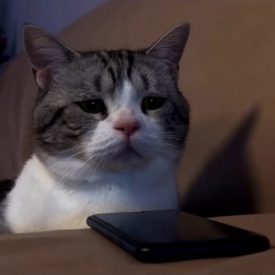 猫猫