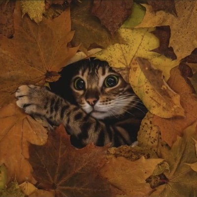 猫猫