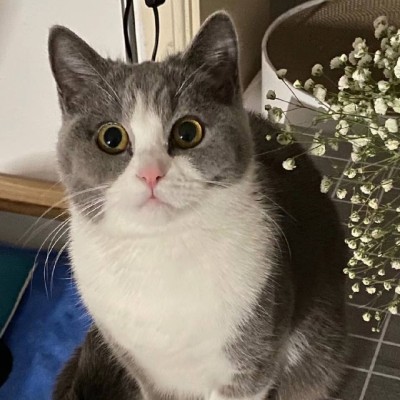 猫猫