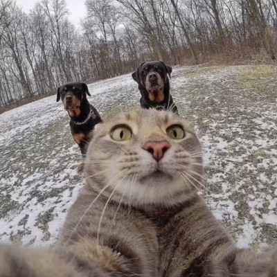 猫猫