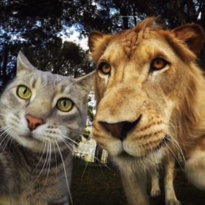 猫猫