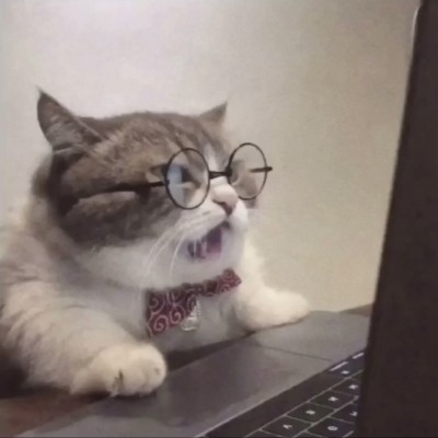 猫猫