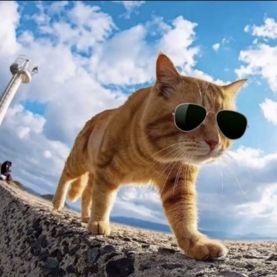 猫猫