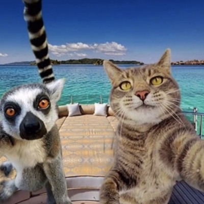 猫猫