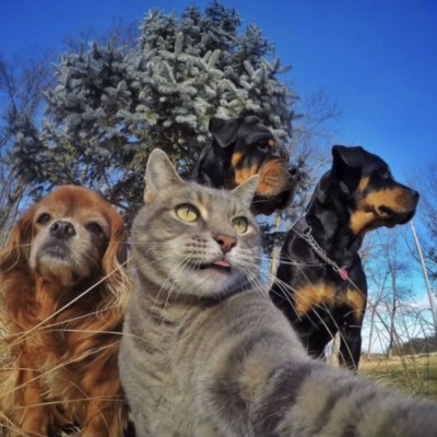 猫猫
