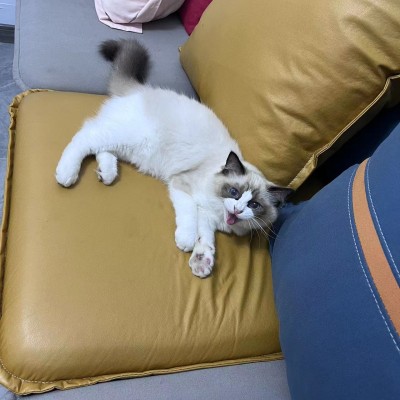 猫猫