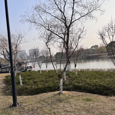 平湖公园